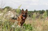 BERGER ALLEMAND 428
